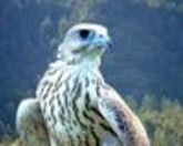 White-falcon-pictures-birds-wallpapers - Copy.jpg