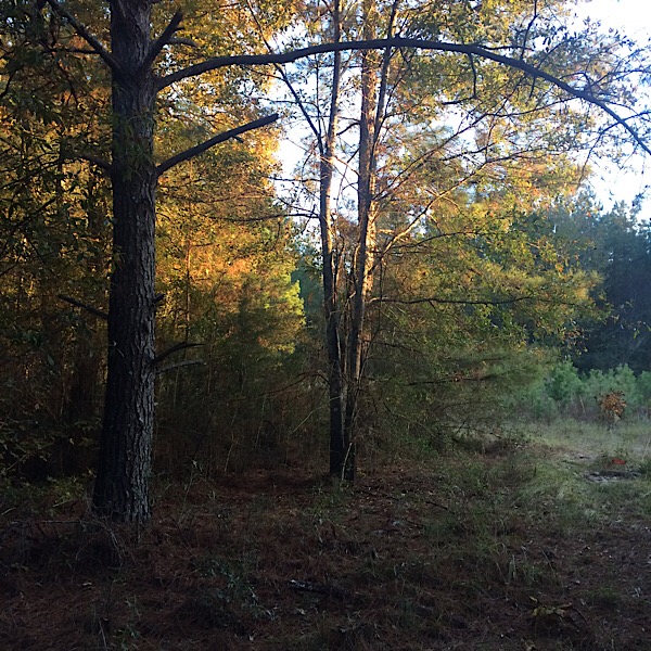 Light dancing on a tree