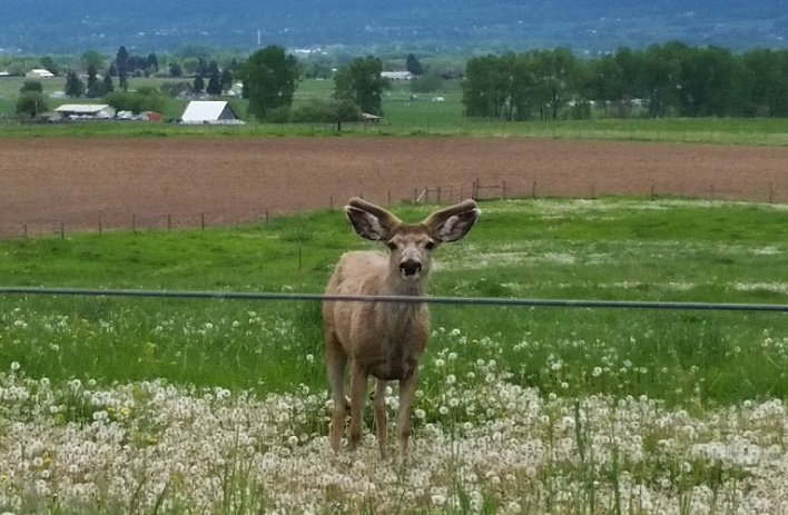 Muley-buck1.jpeg