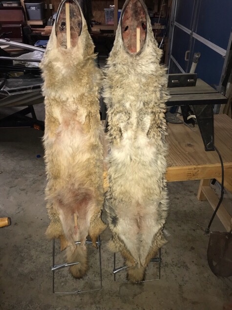 Coyotes on stretchers
