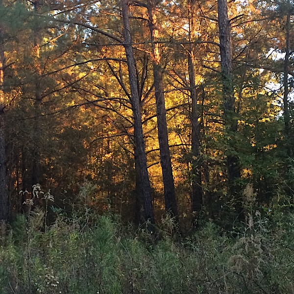 Suns just right on this patch of golden wood