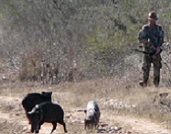 Stalking Javelina