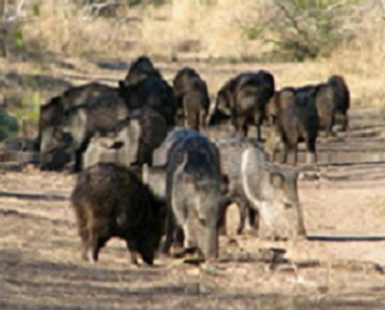 Texas Javelina