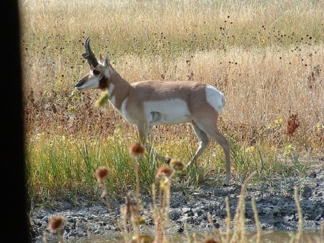 Antelope Montana