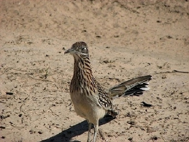 Texas Roadrunner