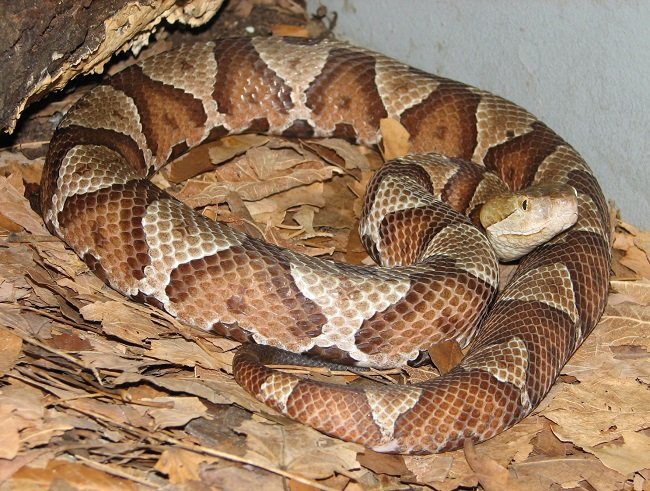 Copperhead_001.jpg