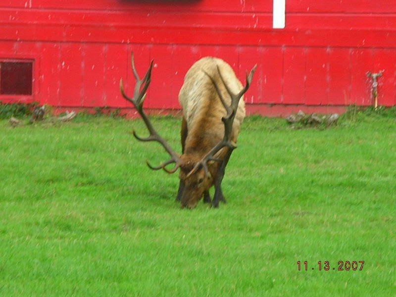 Stone Lagoon bull.JPG