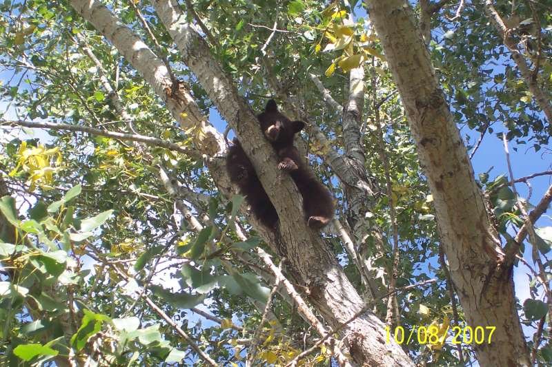 bear-in-backyard-4.jpg