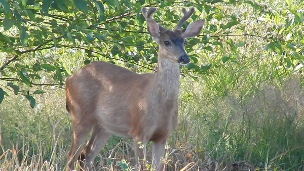 Dear in back yard 2 (600x338).jpg